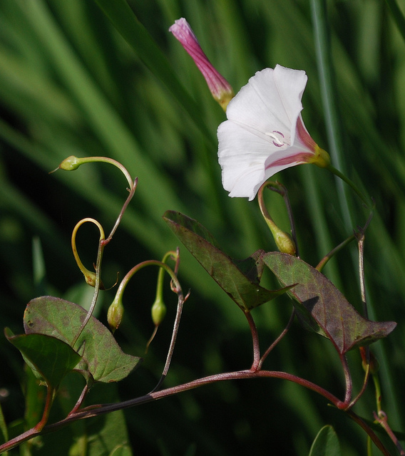 naturesgramophone